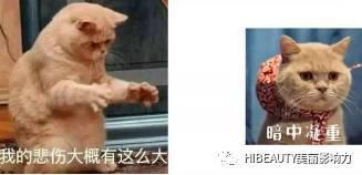 吃瓜娱乐赵小瞒鱼界显眼包